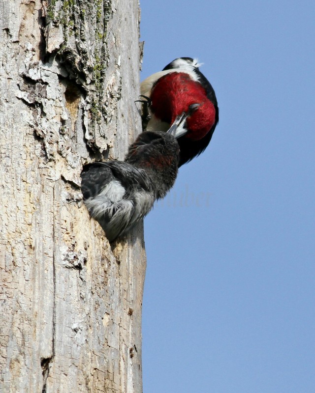 Adult bringing food to the young. As I noted, the adults draw the young closer to the nest hole opening till they are just about out of the hole to get the food