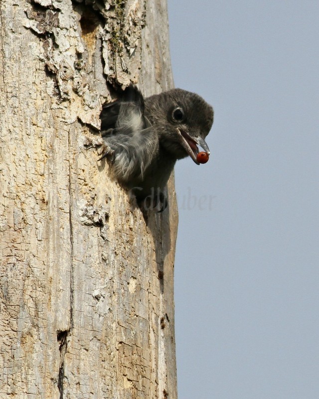 a young Red-headed Woodpecker with a berry in its bill