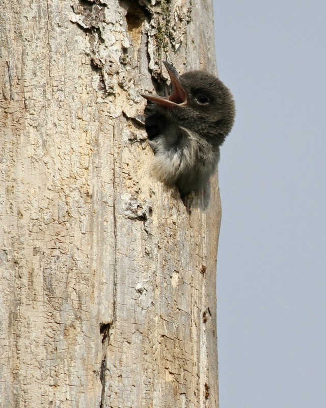 A young Red-headed Woodpecker sticks its head out of the nest hole waiting for an adult to bring in the next food