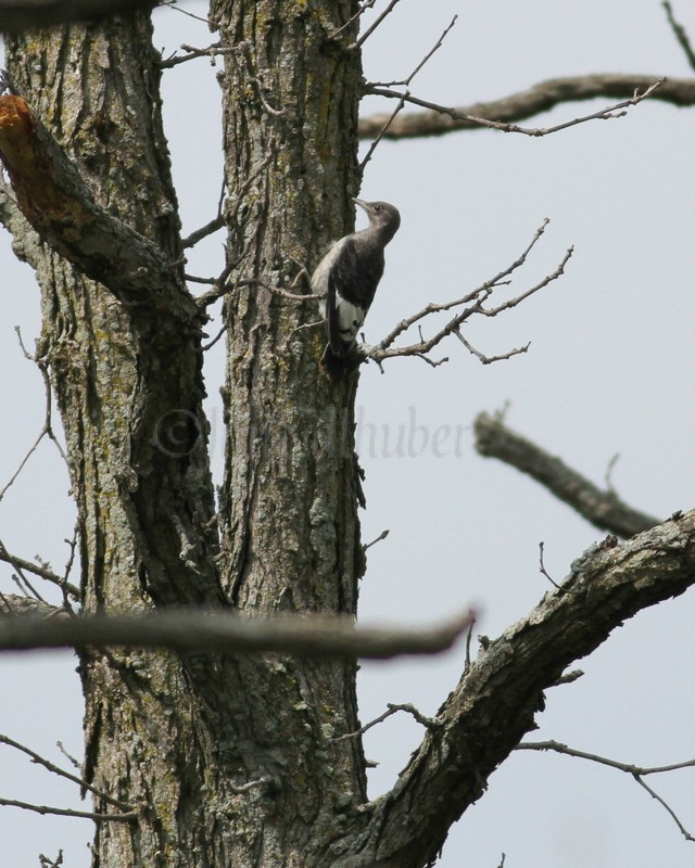 Young Red-headed Woodpecker off in a distance in some near by oaks after it left the nest. Already eating something here
