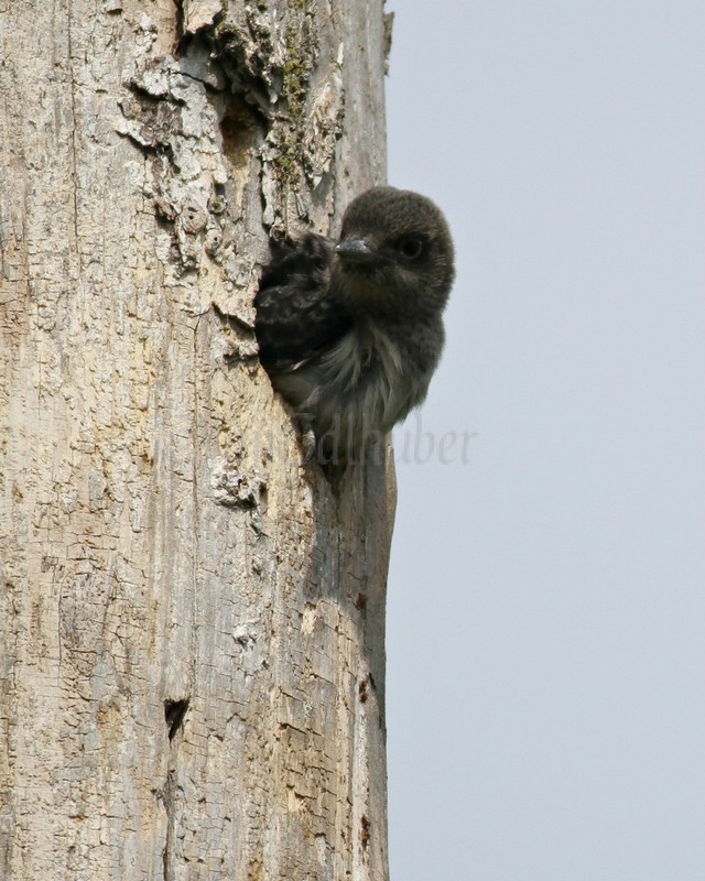 A young Red-headed Woodpecker sticks its head out of the nest hole waiting for an adult to bring in food