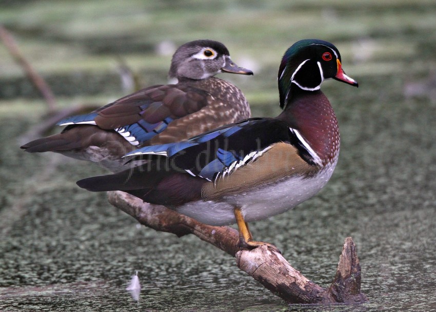 Wood Ducks, male right front, female left back