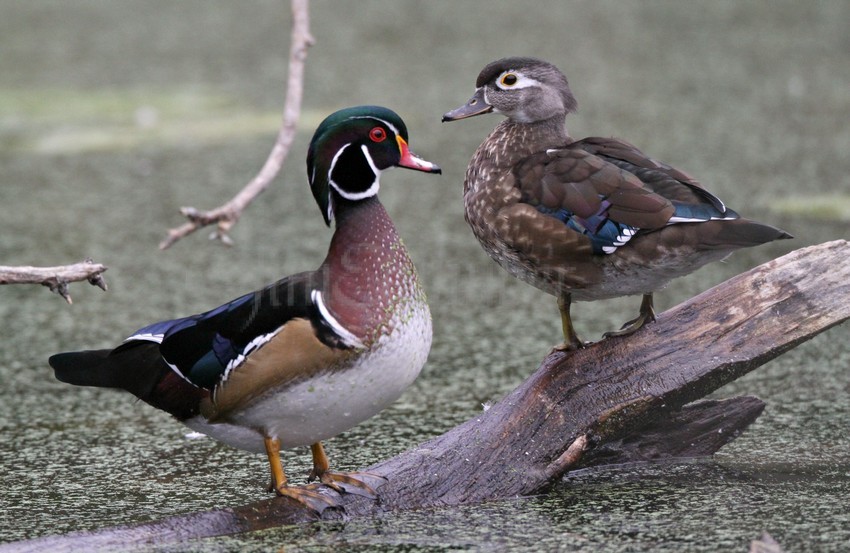 Wood Ducks, male left, female right