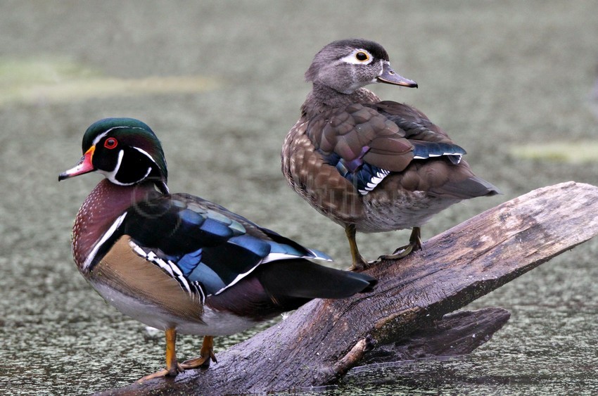 Wood Ducks, male right, female left