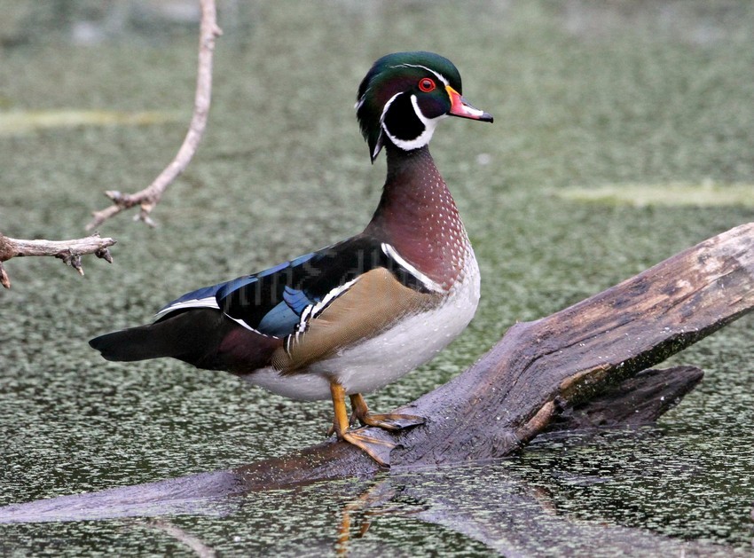 Wood Duck, male