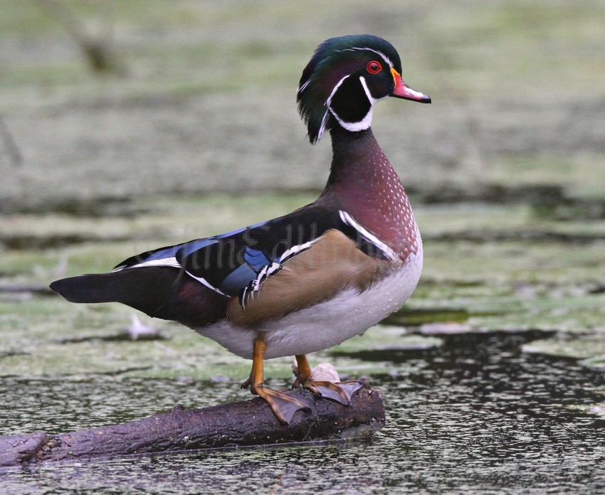 Wood Duck, male