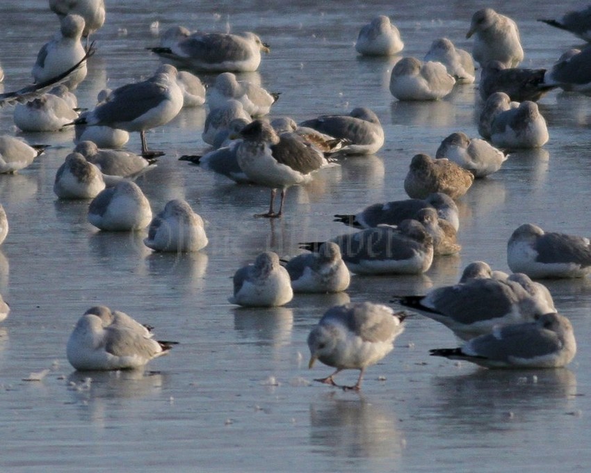 Slaty-backed Gull at Johnson Creek Landfill in Jefferson County Wisconsin on December 22, 2012