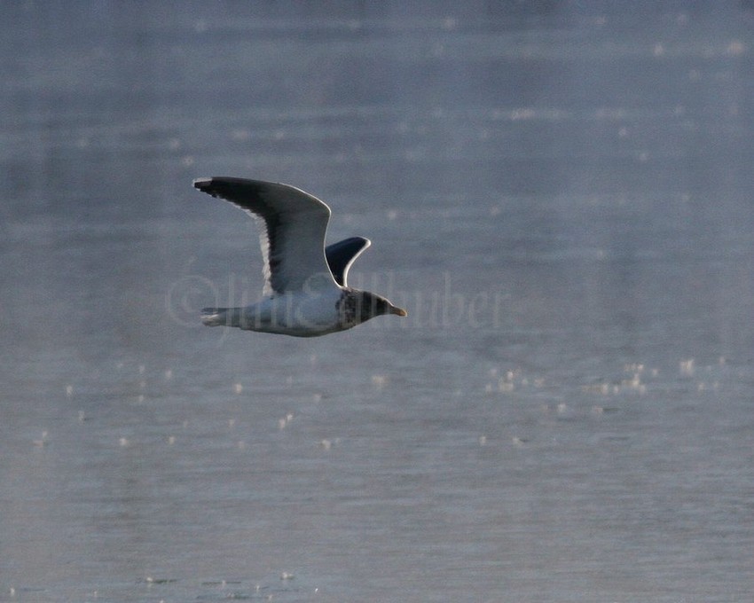 Slaty-backed Gull, middle, at Johnson Creek Landfill in Jefferson County Wisconsin on December 22, 2012