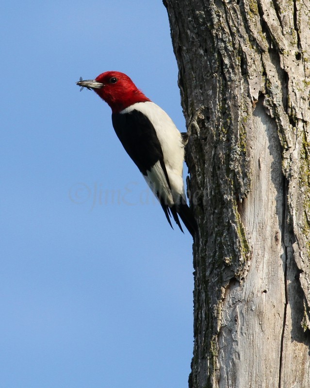 An adult on a near by tree bringing food to the young