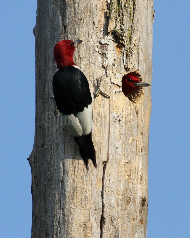 An adult leaving the nest hole, the other adult ready to bring more in