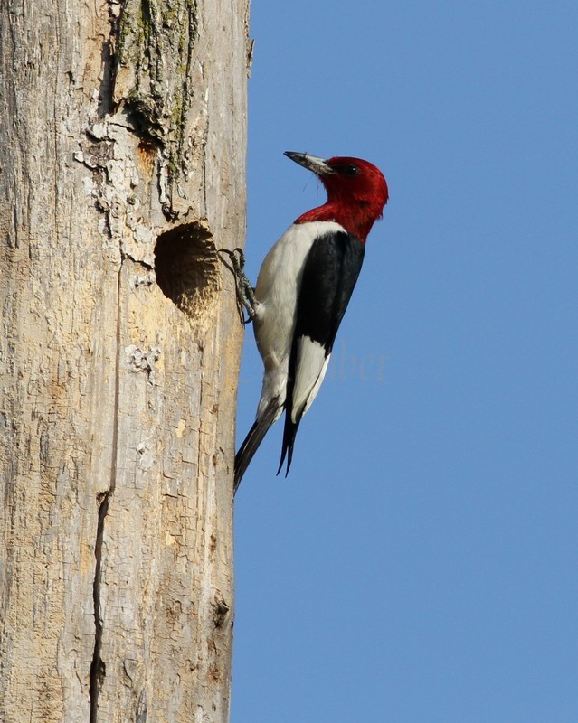 On going adults bring food to the young, different types of food, insects, berries, etc.