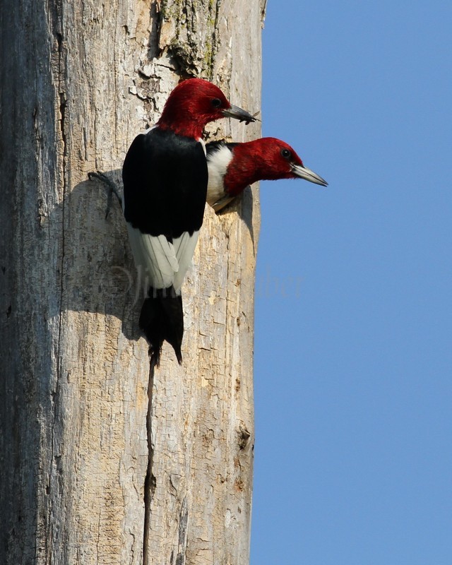 An adult to leave the nest hole while the other adult is ready to bring in the next food for the young