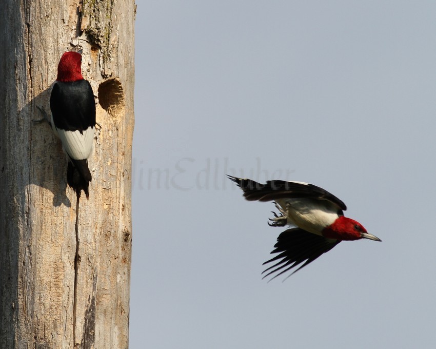 An adult leaving the nest hole after feeding the young