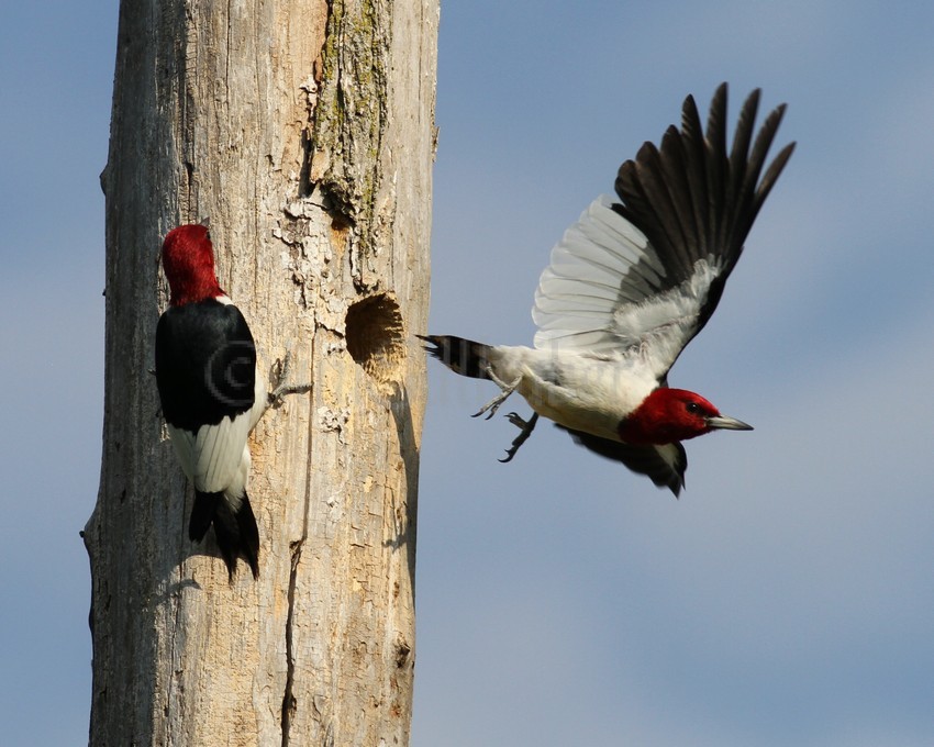 An adult leaving the nest hole after feeding the young
