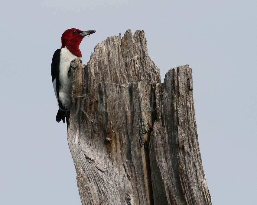 An adult storing some food on a nearby tree