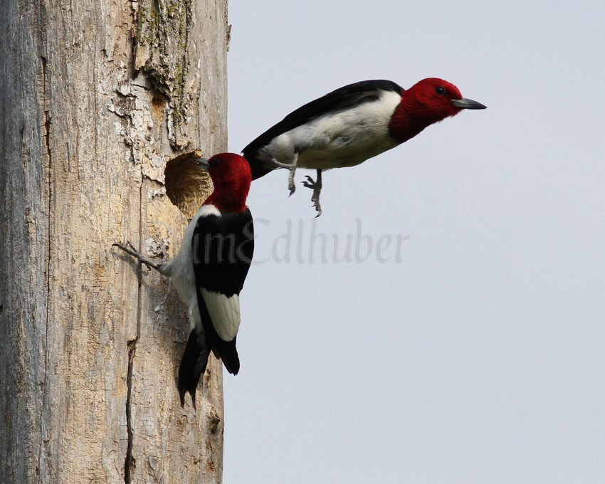 An adult leaving the nest hole after feeding the young