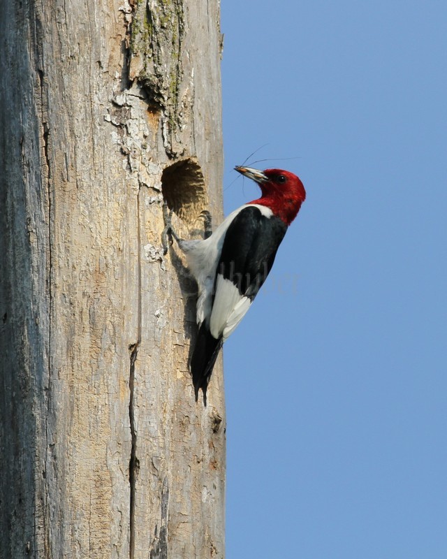 On going adults bring food to the young, different types of food, insects, berries, etc.