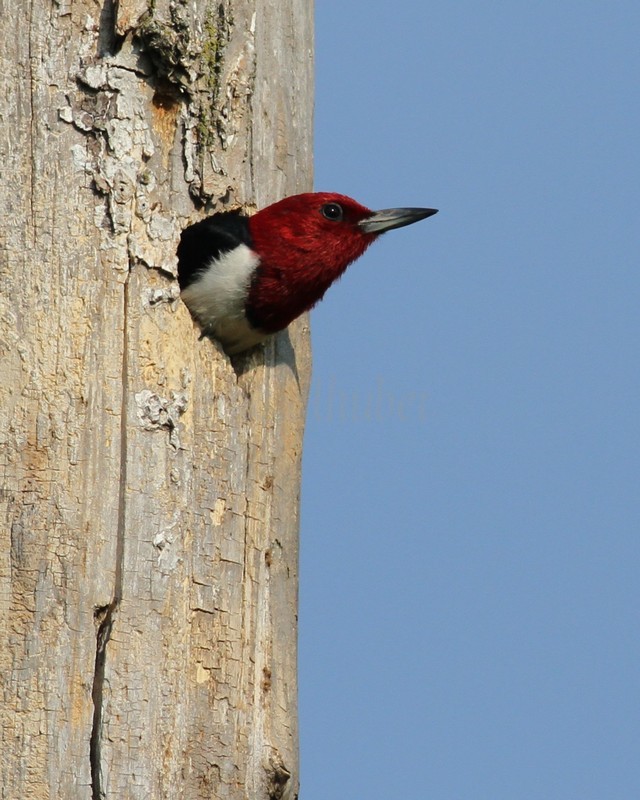 An adult just before leaving the nest after bringing food to the young