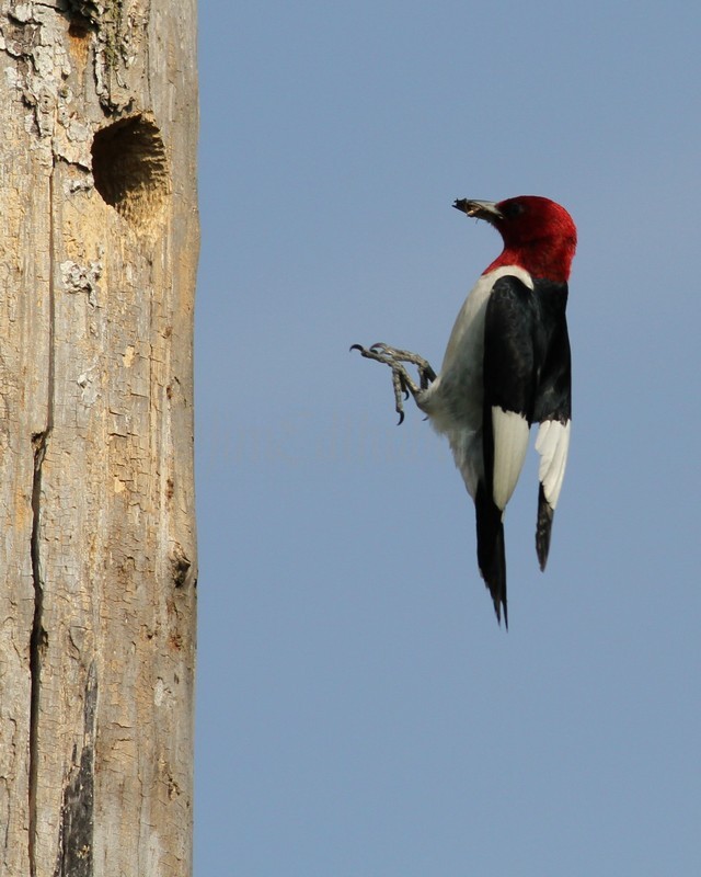 An adult just before landing at the nest hole with food for the young