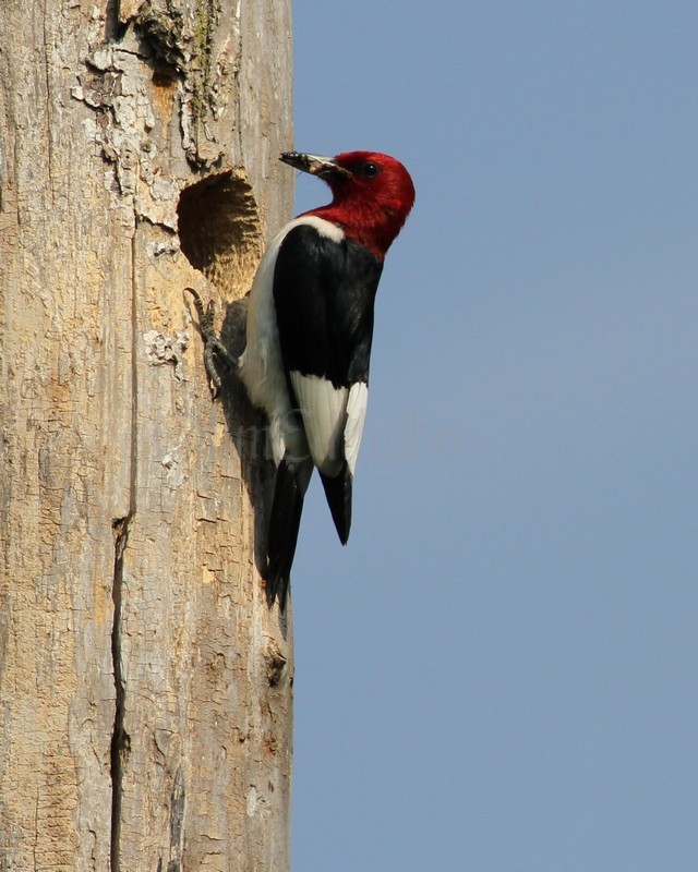 On going adults bring food to the young, different types of food, insects, berries, etc.