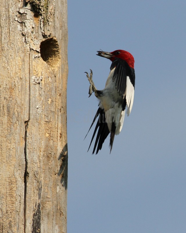 An adult just before landing at the nest hole with food for the young