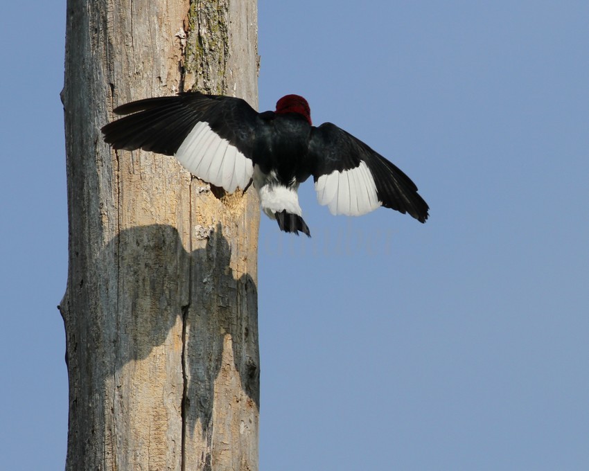 An adult just before landing at the nest hole with food for the young