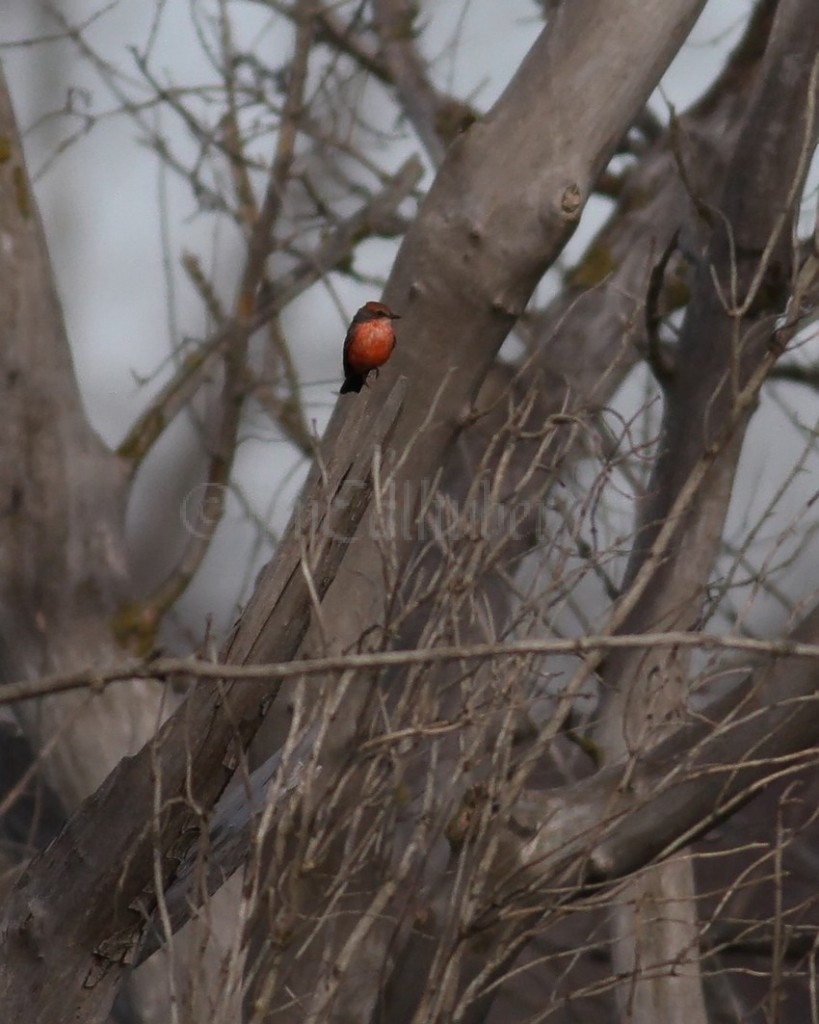 Vermilian Flycatcher at Stebbinsville and Wallen Roads in Rock County Wisconsin on November 7, 2011