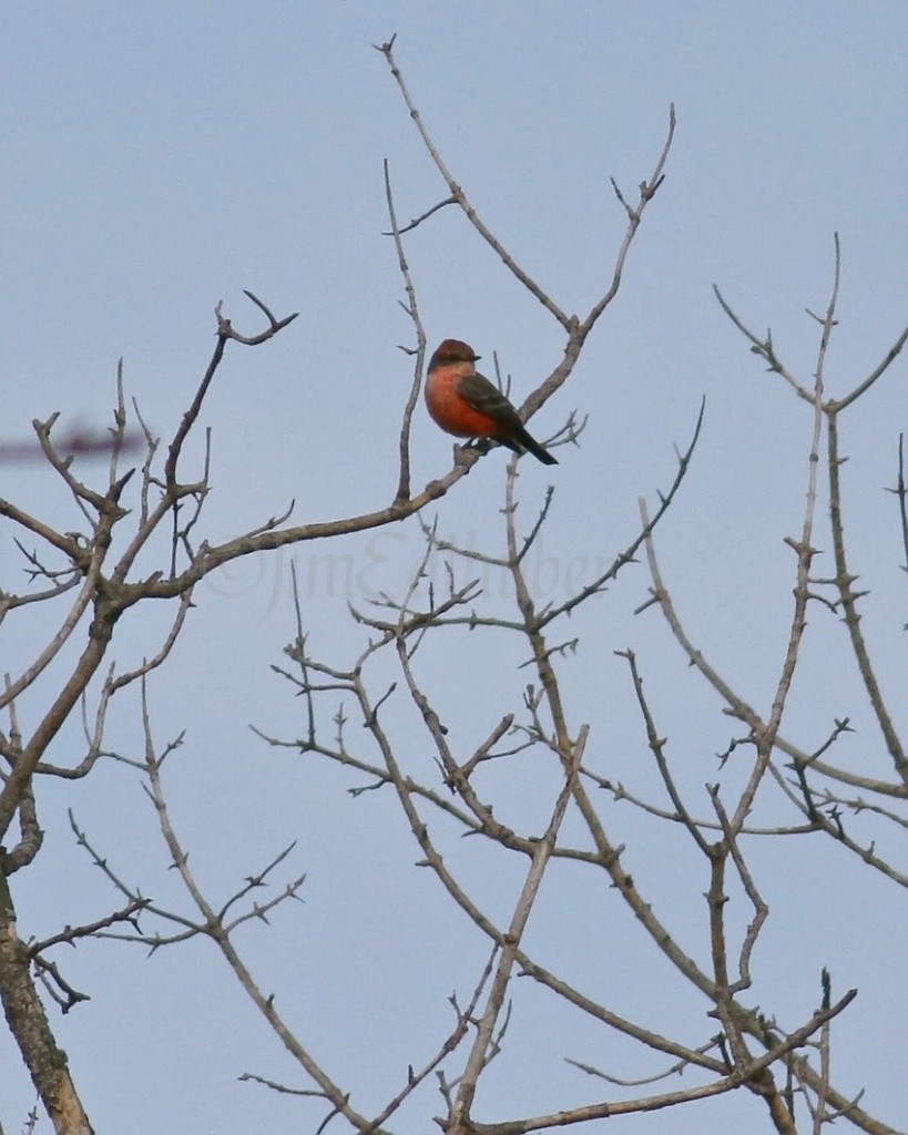 Vermilian Flycatcher at Stebbinsville and Wallen Roads in Rock County Wisconsin on November 7, 2011