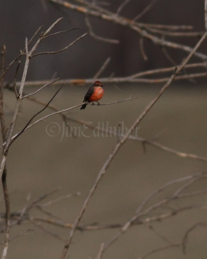 Vermilian Flycatcher at Stebbinsville and Wallen Roads in Rock County Wisconsin on November 7, 2011