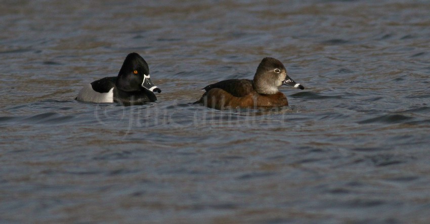 Ring-necked Duck, male-left /Ring-necked Duck, female-right
