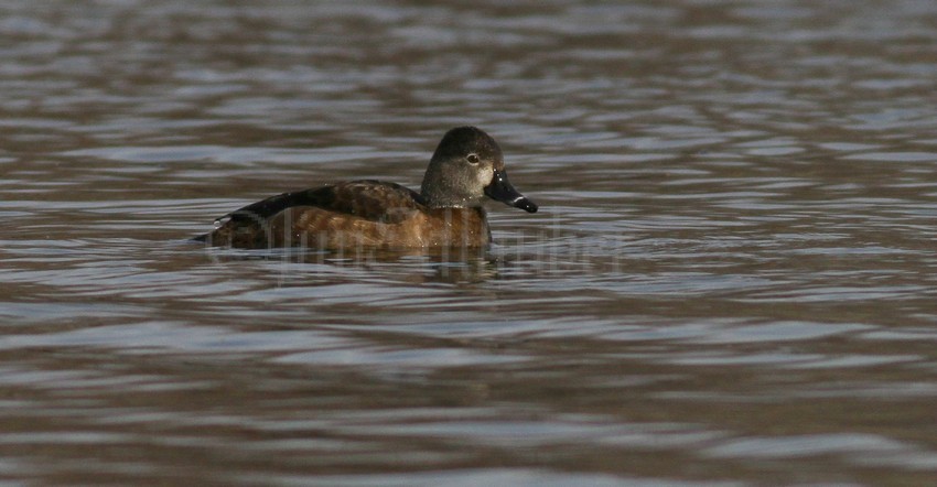 Ring-necked Duck, female