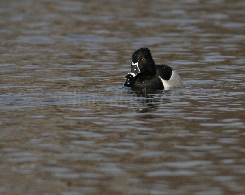 Ring-necked Duck, male