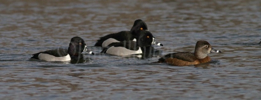 Ring-necked Duck, male (3), Ring-necked Duck, female (1)