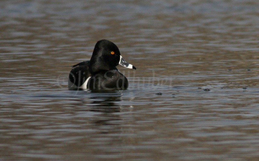 Ring-necked Duck, male