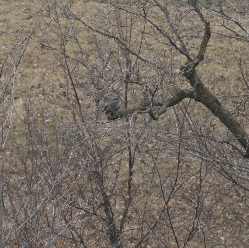 It hunkered down off in a distance when we left here 500' from the road in a hedge row.