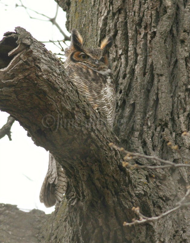 Adult Great Horned Owl