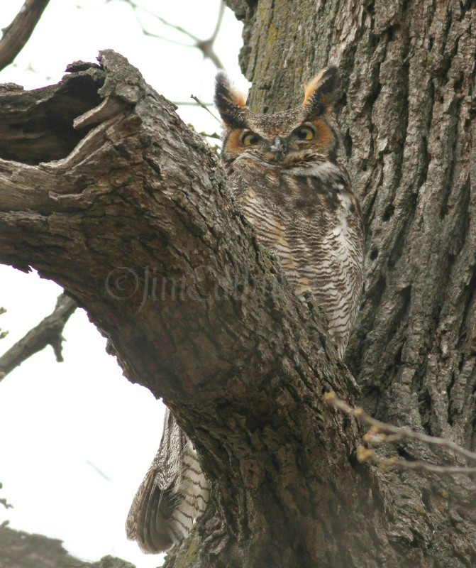 Adult Great Horned Owl