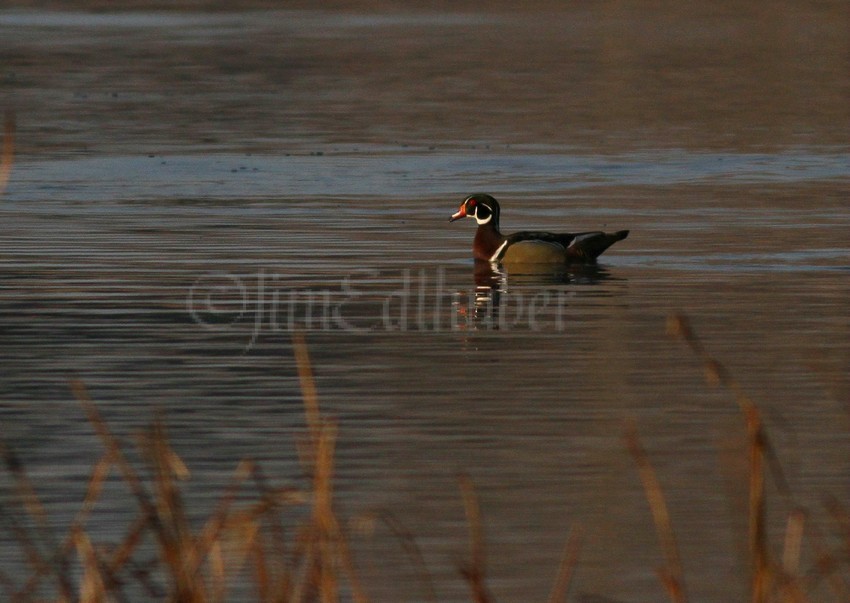 Wood Duck at the marsh, male