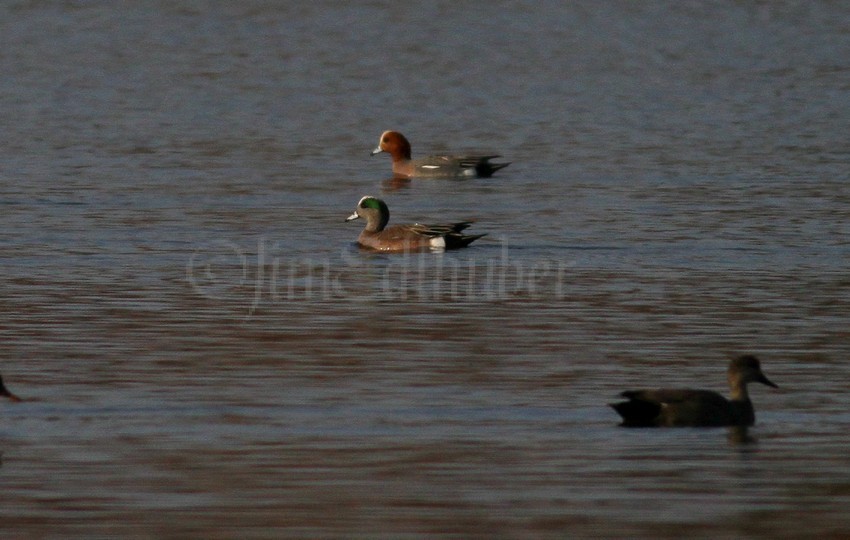 American Wigeon, male front, Eurasian Wigeon, male back