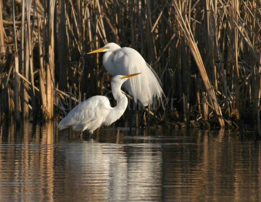 Great Egrets