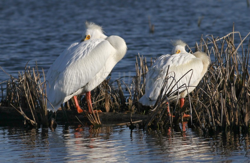 American White Pelicans