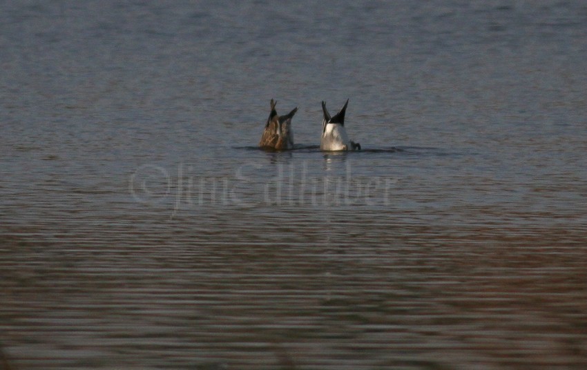 American Wigeon, male and Eurasian Wigeon, male dipping