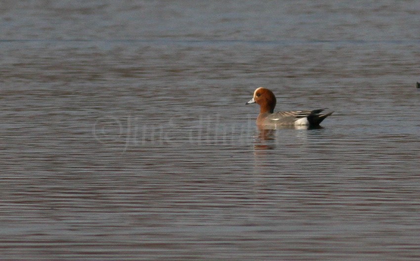 Eurasian Wigeon, male