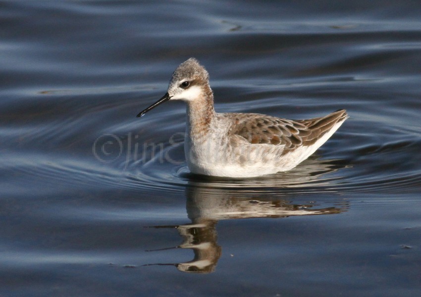 Wilson's Phalarope