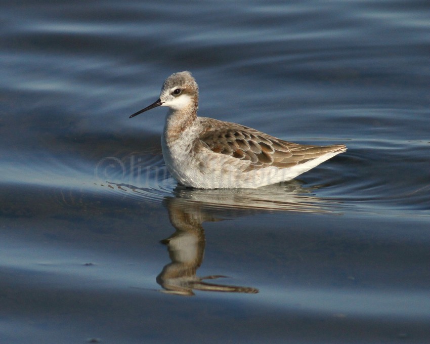 Wilson's Phalarope