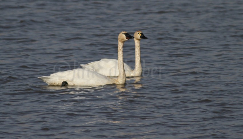 Swan, Goose Pond