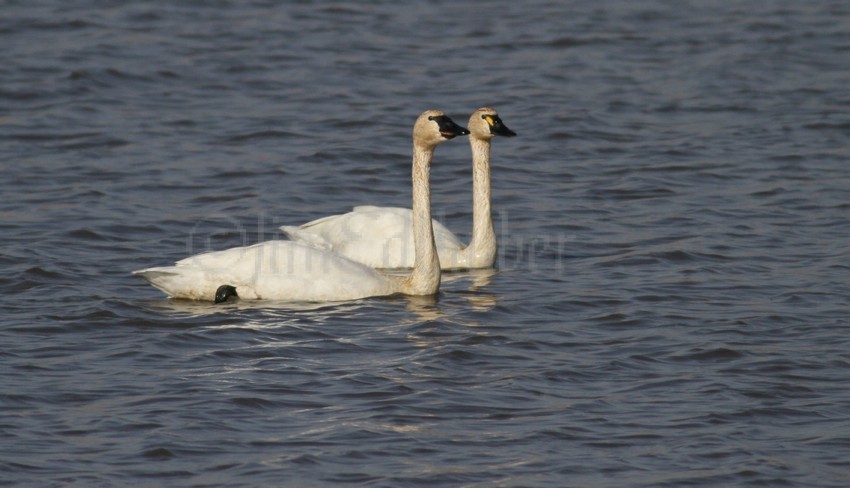 TSwan, Goose Pond