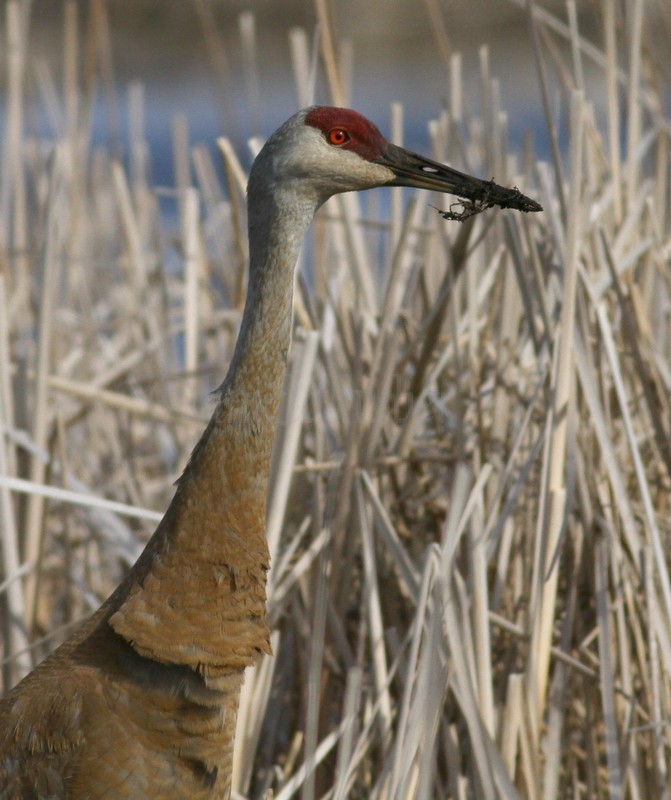 Sandhill Crane