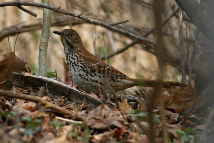 Brown Thrasher