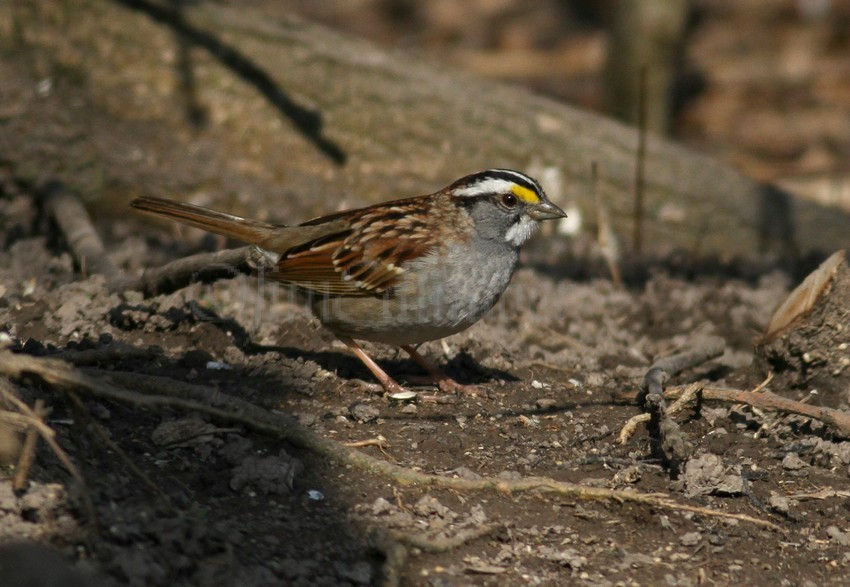 White-throated Sparrow